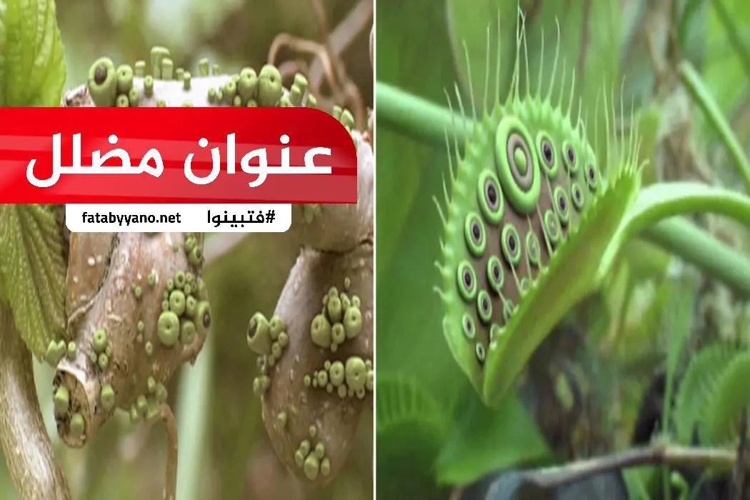 نباتات ذات عيون مضلل