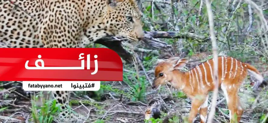 نمر أثناء صيد غزالة ولدت، فأخذ النمر الصغير واعتنى به حتى كبر
