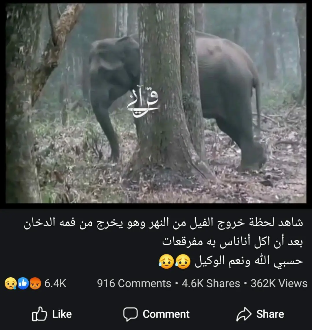 لحظة خروج الفيل من النهر وهو يخرج من فمه الدخان بعد أن اكل أناناس به مفرقعات