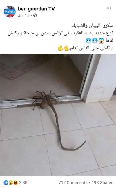 نوع جديد يشبه العقرب