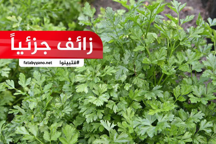 البقدونس صيدلية شبه متكاملة زائف جزئيا