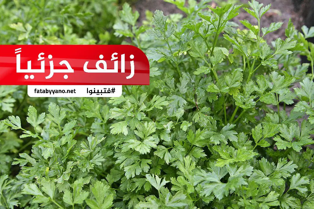 البقدونس صيدلية شبه متكاملة زائف جزئيا