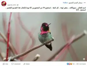 مصدر ادعاء طائر سوراكاف 2018 ادعاء مضلل فتبينوا