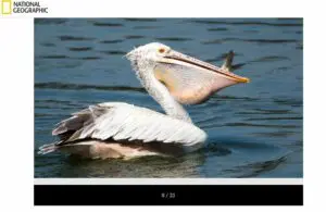 national giographic Pelicans فتبينوا