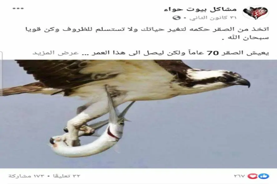 ادعاء ماذا يفعل الصقر عند بلوغه الاربعين