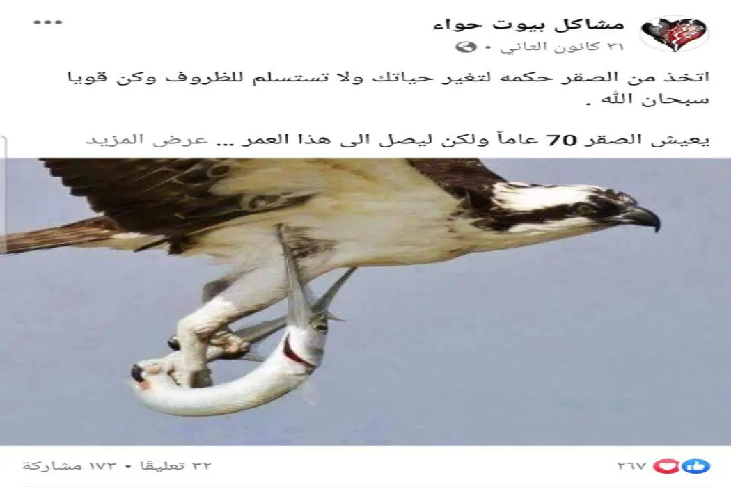 ادعاء ماذا يفعل الصقر عند بلوغه الاربعين