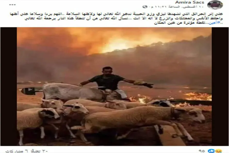 ادعاء صورة الاغنام من الجزائر