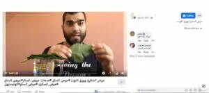 أوراق التوت لا تعالج السكري