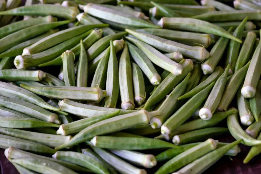 البارزة ماء البامية