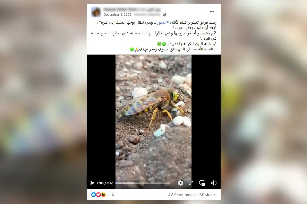 دبور
