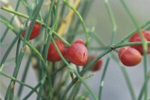 عشبة العلندة