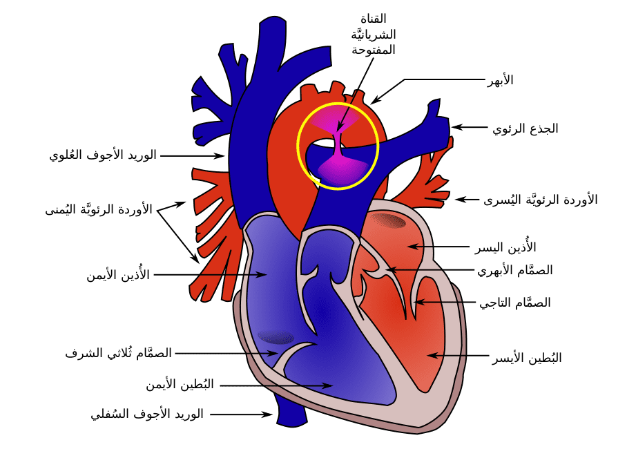 عناصر القلب