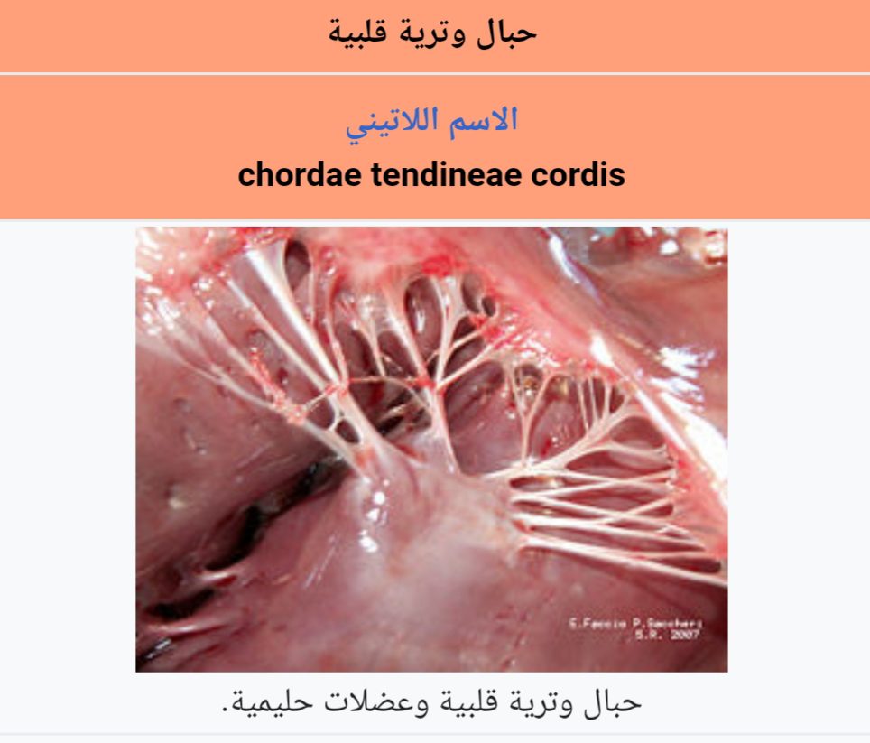 خيوط النياط تمزق القلب حزن