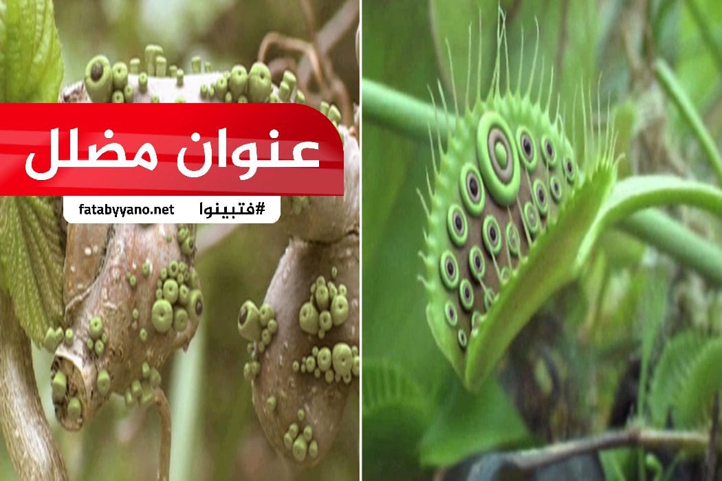 نباتات ذات عيون مضلل