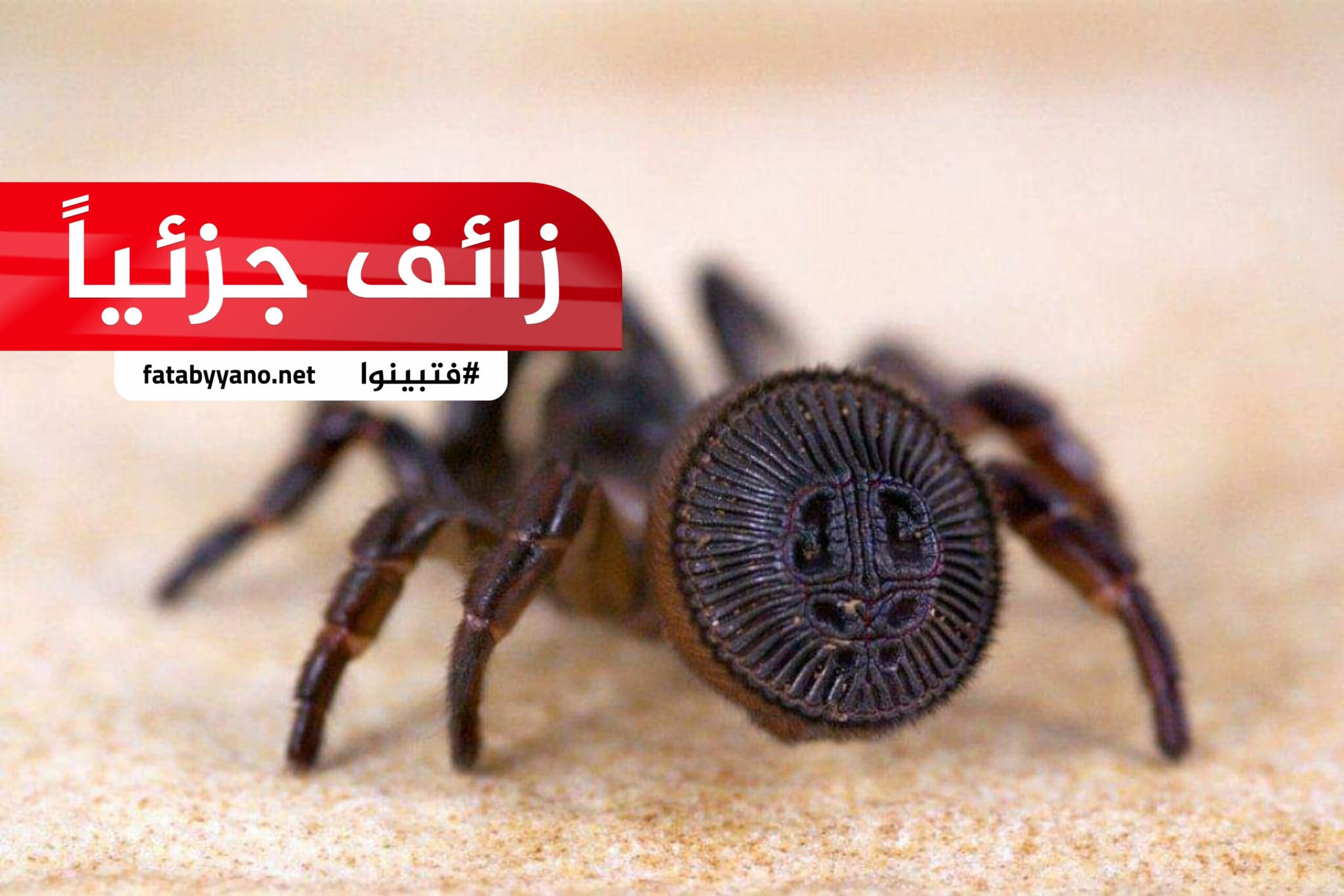 عقربة لدغتها تقتل في دقيقة