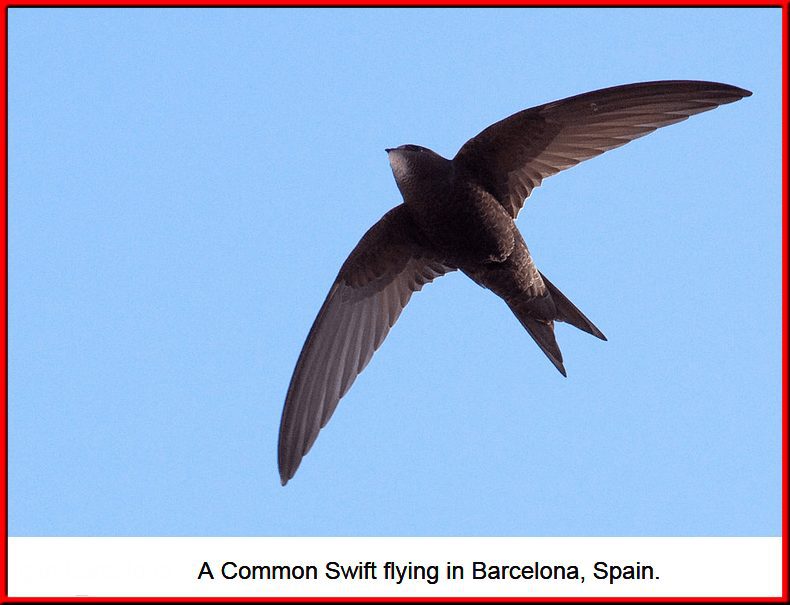 common swift