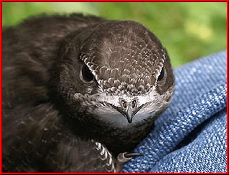 common swift