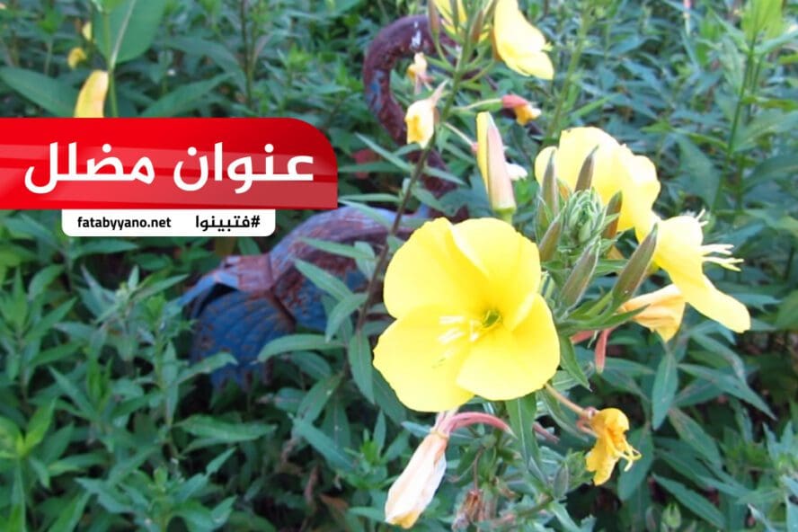زهرة تتفتح عند سماع الأذان- مضلل