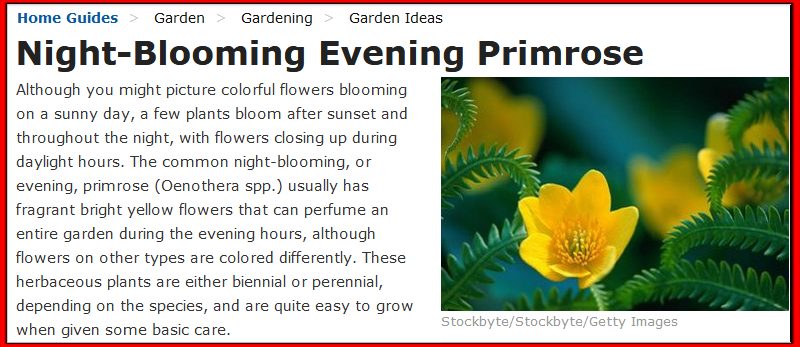 night-blooming evening primrose