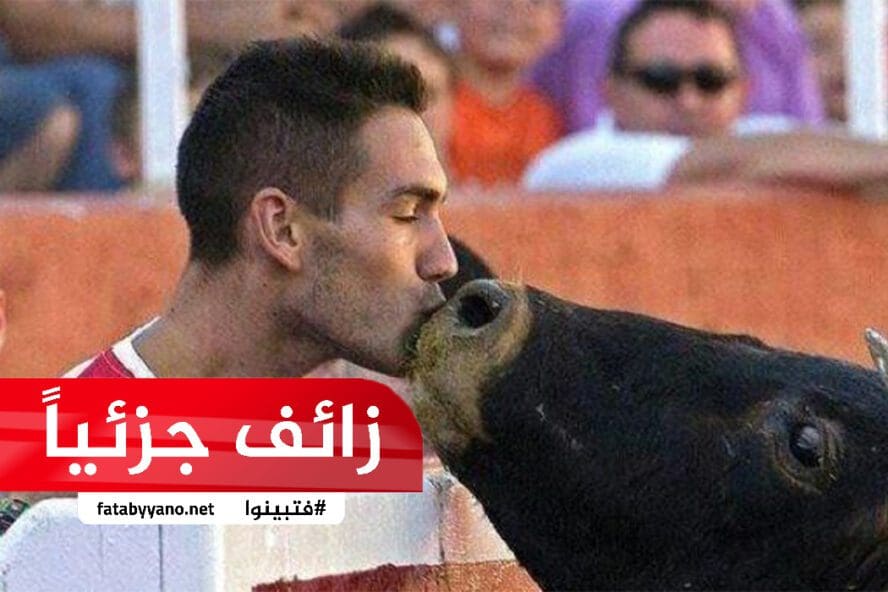ثور يقبل صاحبه-زائف جزئياً