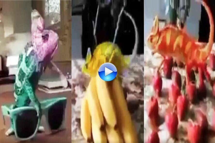 هذا المقطع المتداول مفبرك والحرباء لا تغير ألوانها حسب الأشياء التي تلمسها
