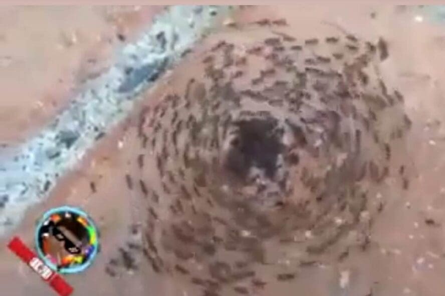 دوامة النمل
