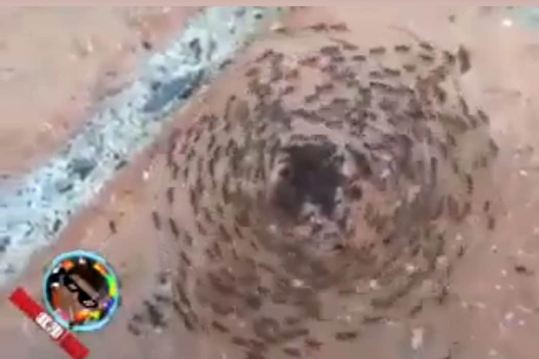 دوامة النمل