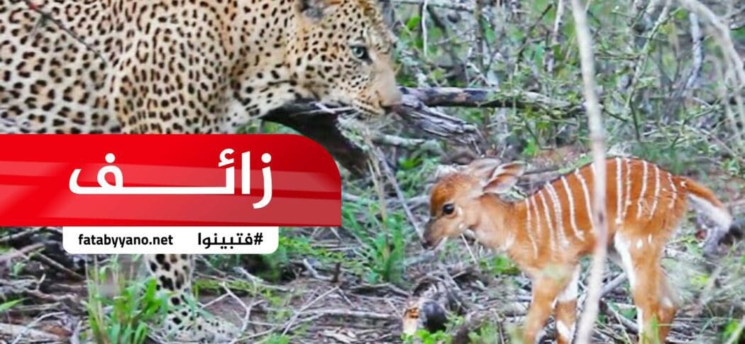 نمر أثناء صيد غزالة ولدت، فأخذ النمر الصغير واعتنى به حتى كبر