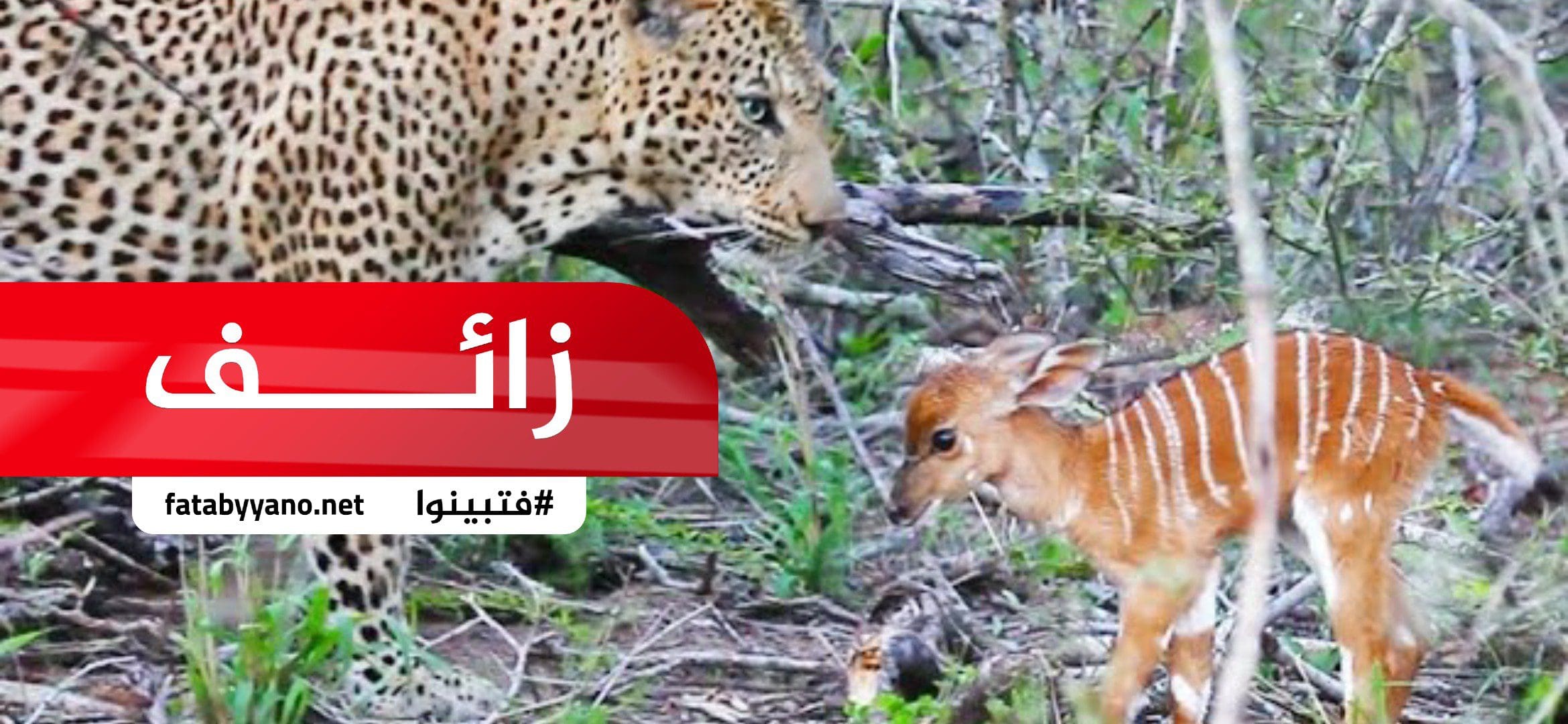 نمر أثناء صيد غزالة ولدت، فأخذ النمر الصغير واعتنى به حتى كبر