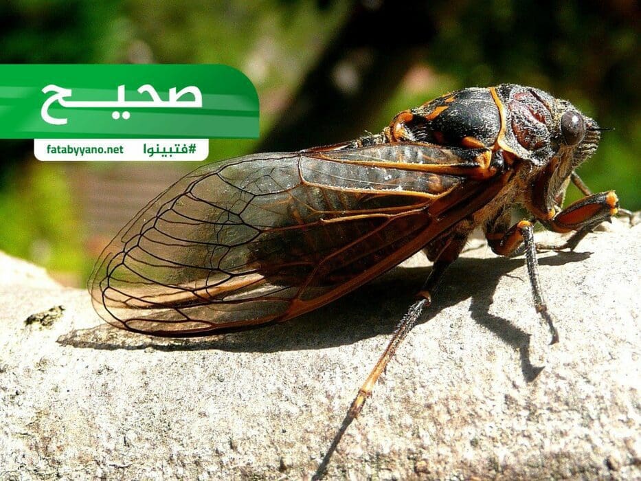 حشرة الزيز