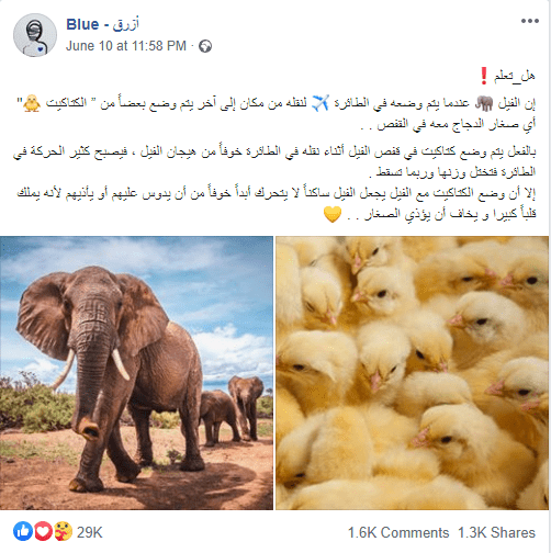 نقل الفيلة مع وجود كتاكيت في الطائرة