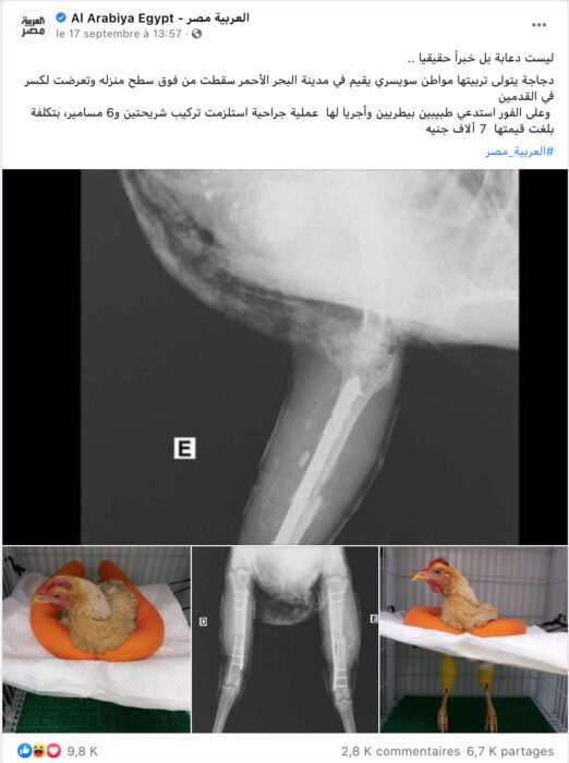 ادعاء الدجاجة التي أجريت لها عملية جراحية في مصر