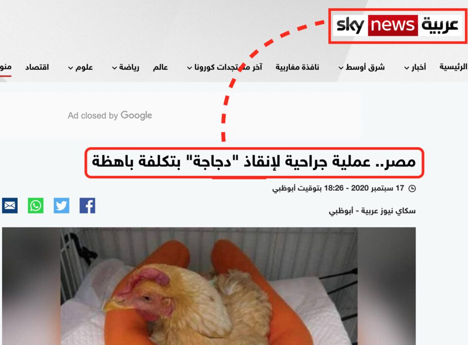 ادعاء مضلل نشرته قناة skynews في شأن الدجاجة التي خضعت لعملية جراحية في مصر