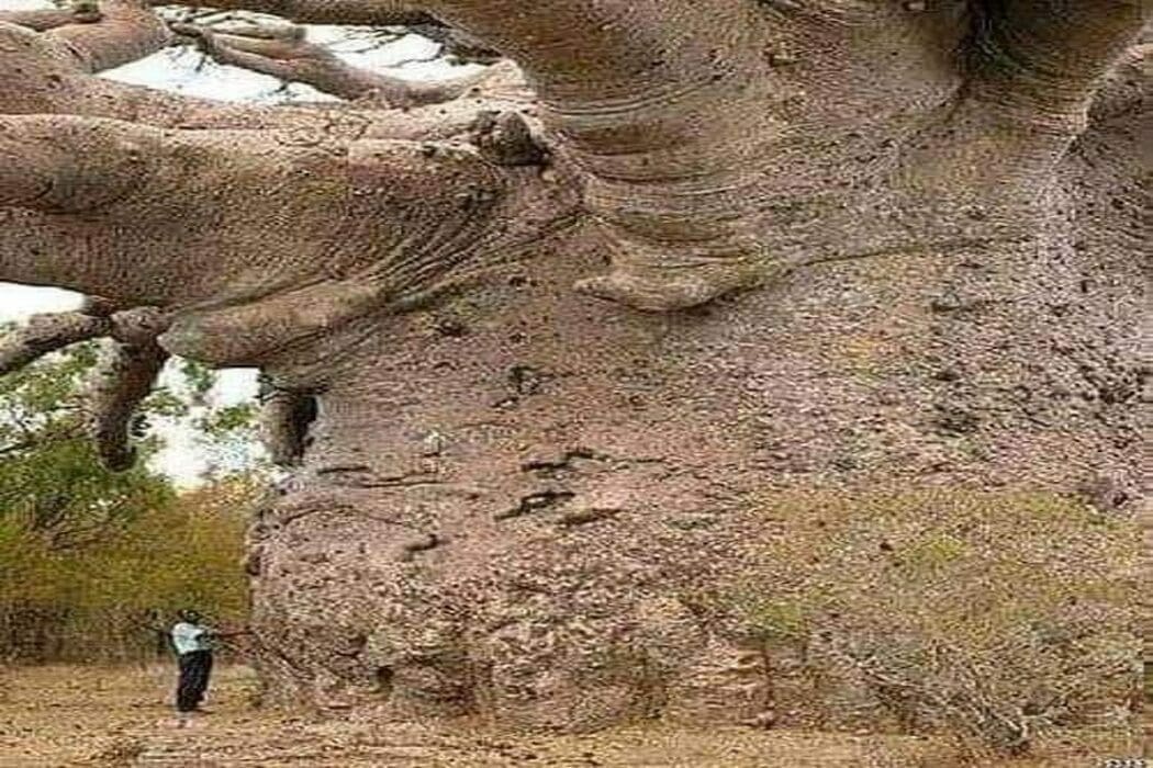 هذه الصورة ليست لأقدم شجرة على وجه الأرض
