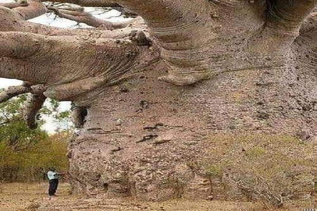 هذه الصورة ليست لأقدم شجرة على وجه الأرض