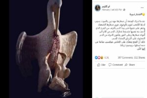 البجعة تجرح نفسها لتطعم صغارها ادعاء زائف فتبينوا