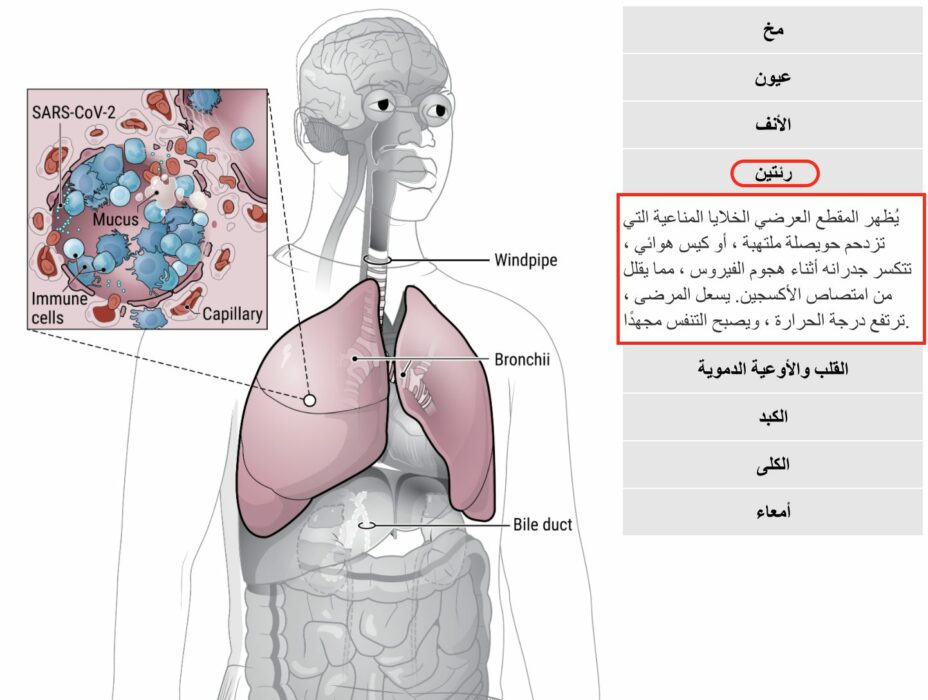 كوفيد 19 يصيب فعلا الجهاز التنفسي ويتسبب في تلفه