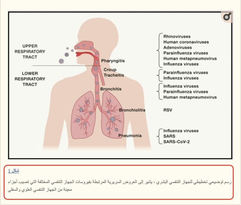 كوفيد-19 يصيب فعلا الجهاز التنفسي ويتسبب في تلفه