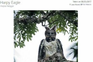 العقاب المخادع - harpy eagle ليس طائر ليلي ولا أكبر طائر ولا يخطف الأطفال فتبينوا