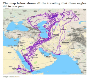 ادعاء خريطة تتبع نسر لمدة عشرين عام
