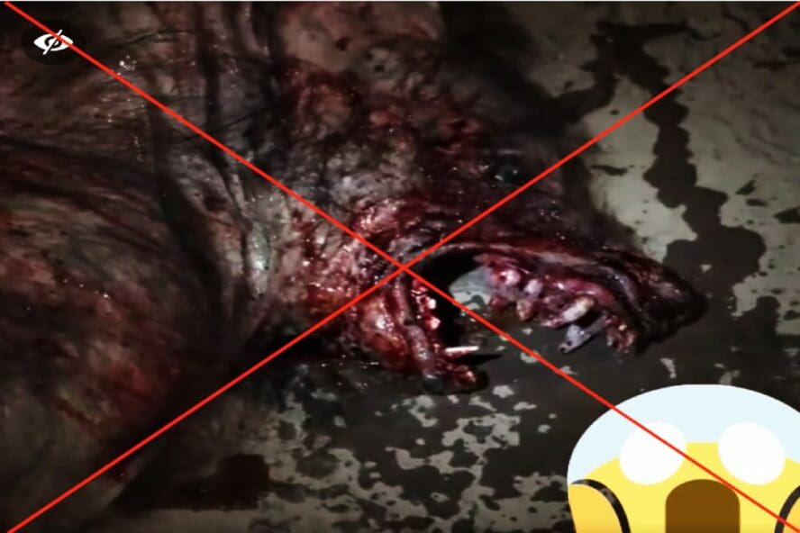 هذا مجسم للفنان الأمريكي روب كوبسكي وليس ذئبا بشريا في السعودية