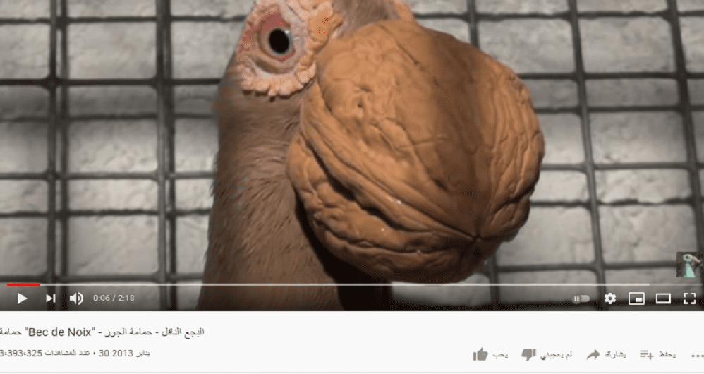 لا يوجد حمام اسمه البجع الناقل فتبينوا