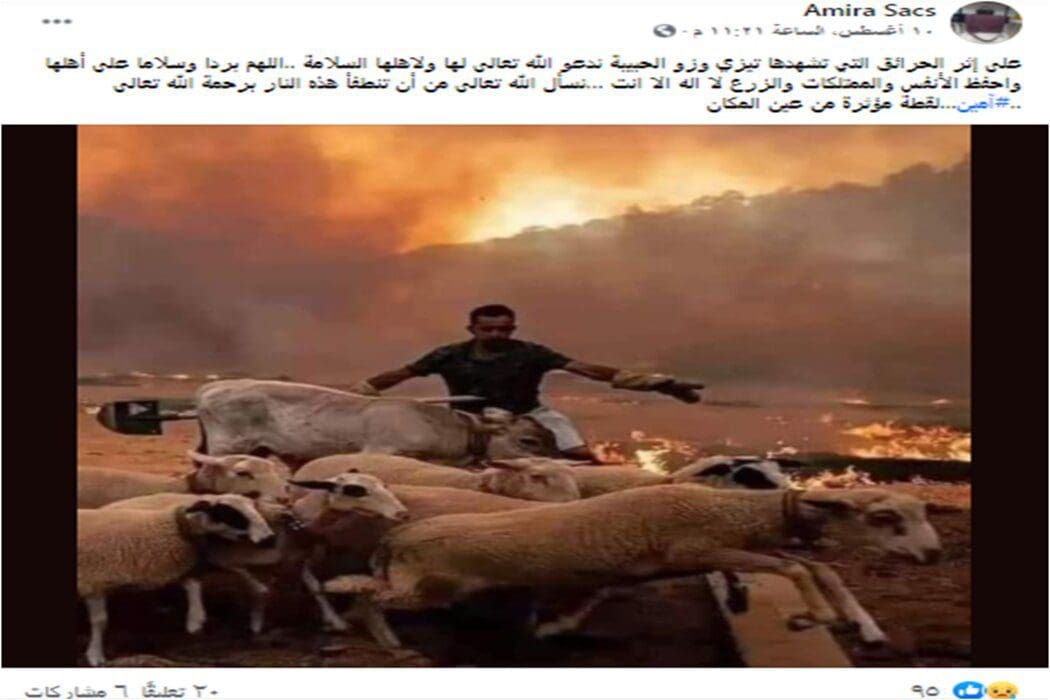 ادعاء صورة الاغنام من الجزائر