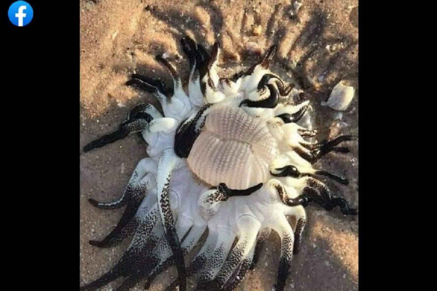 ادعاء الكائن البحري الغير معروف الذي وجد بعد إعصار هاجيس مضلل فتبينوا