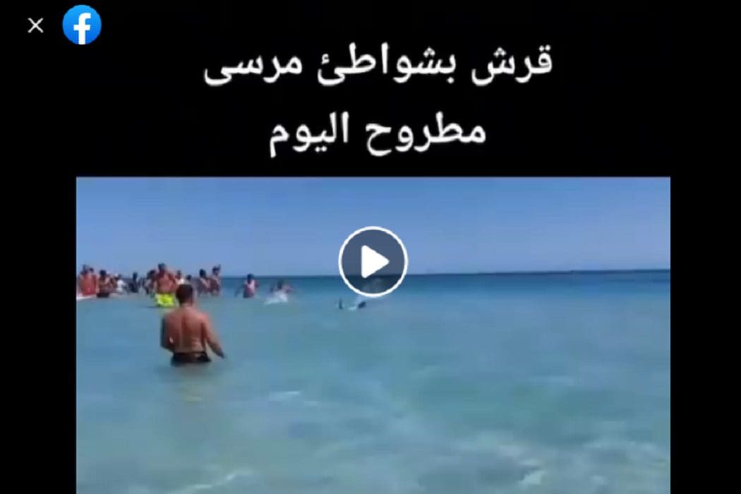 ادعاء سمكة قرش على شواطئ مرسى مطروح مضلل فتبينوا
