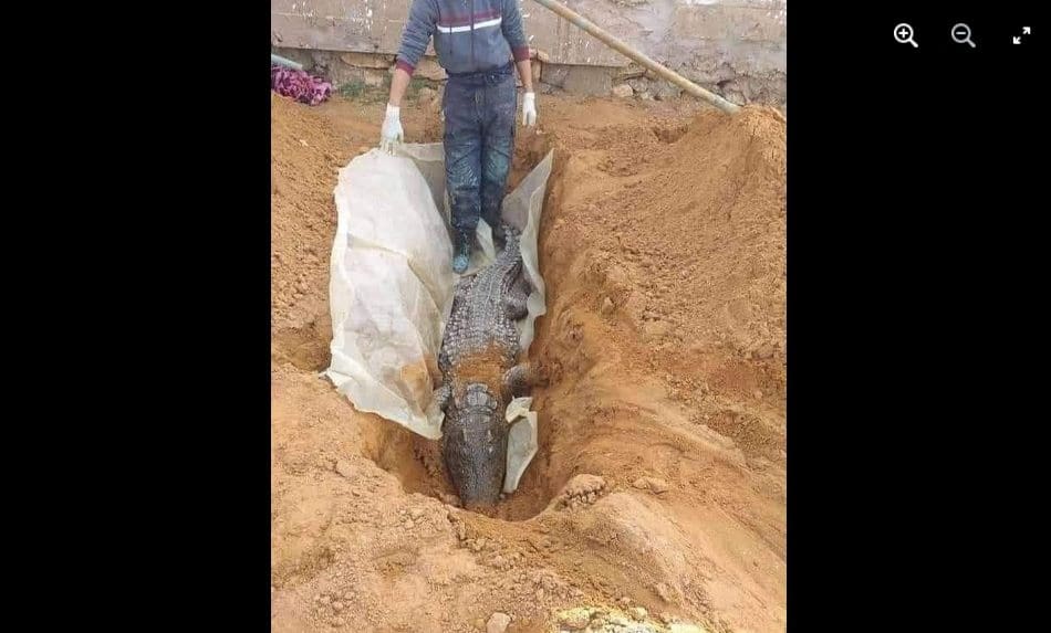ادعاء موت التمساح في متنزه الزوراء في بغداد مضلل فتبينوا