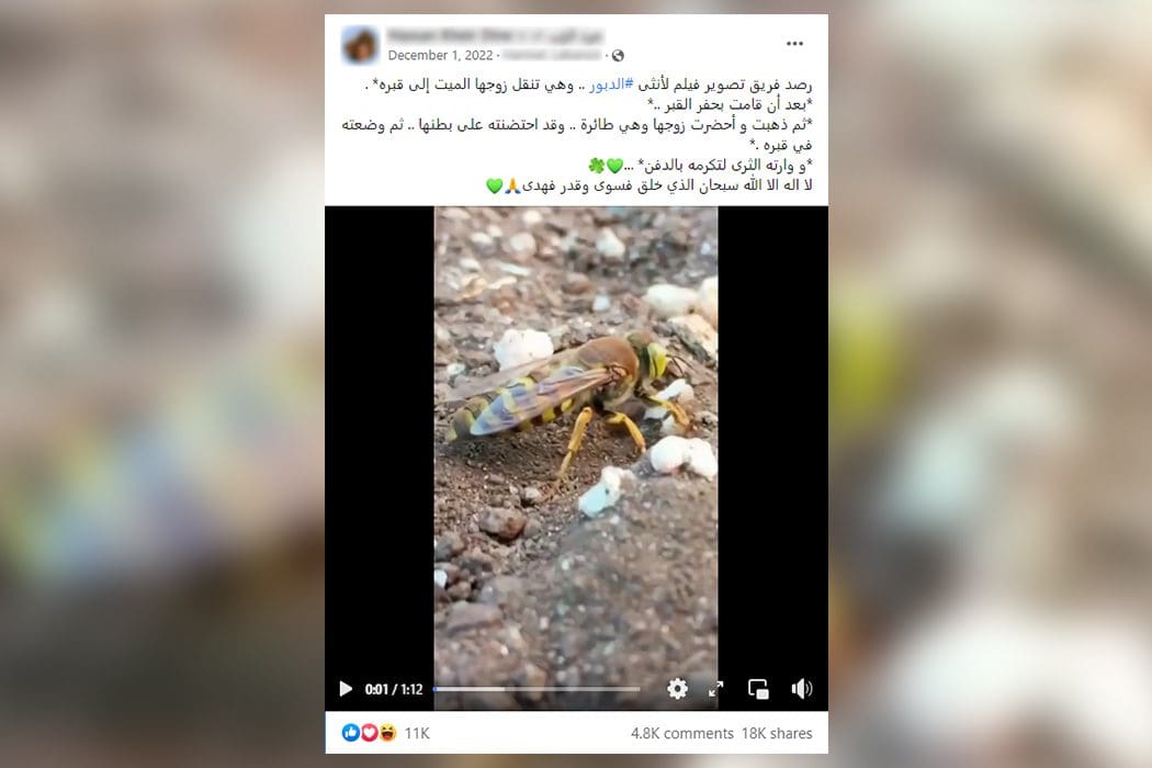 دبور